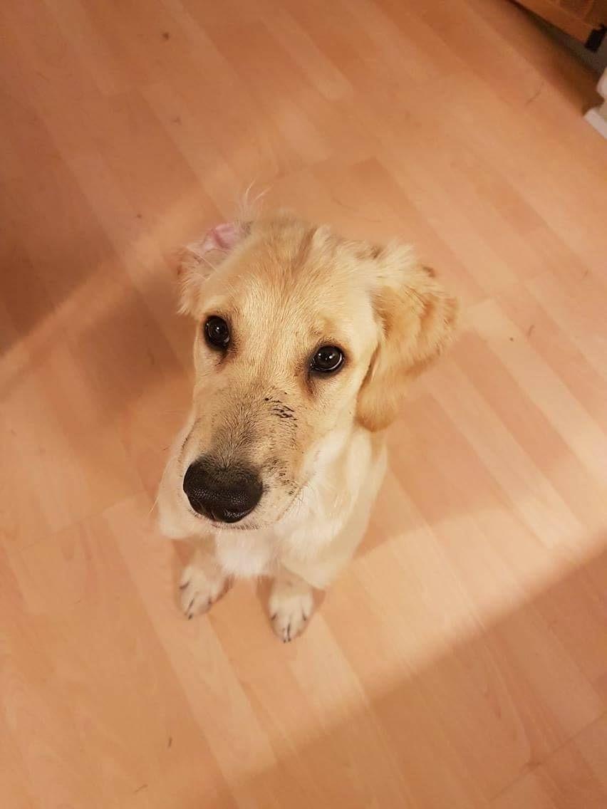 Golden retriever Atlas (Gia's Golden Atlas) billede 18