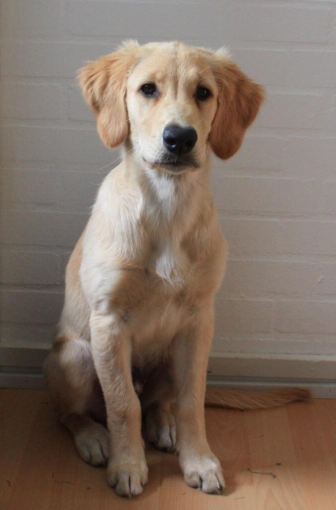 Golden retriever Atlas (Gia's Golden Atlas) billede 20