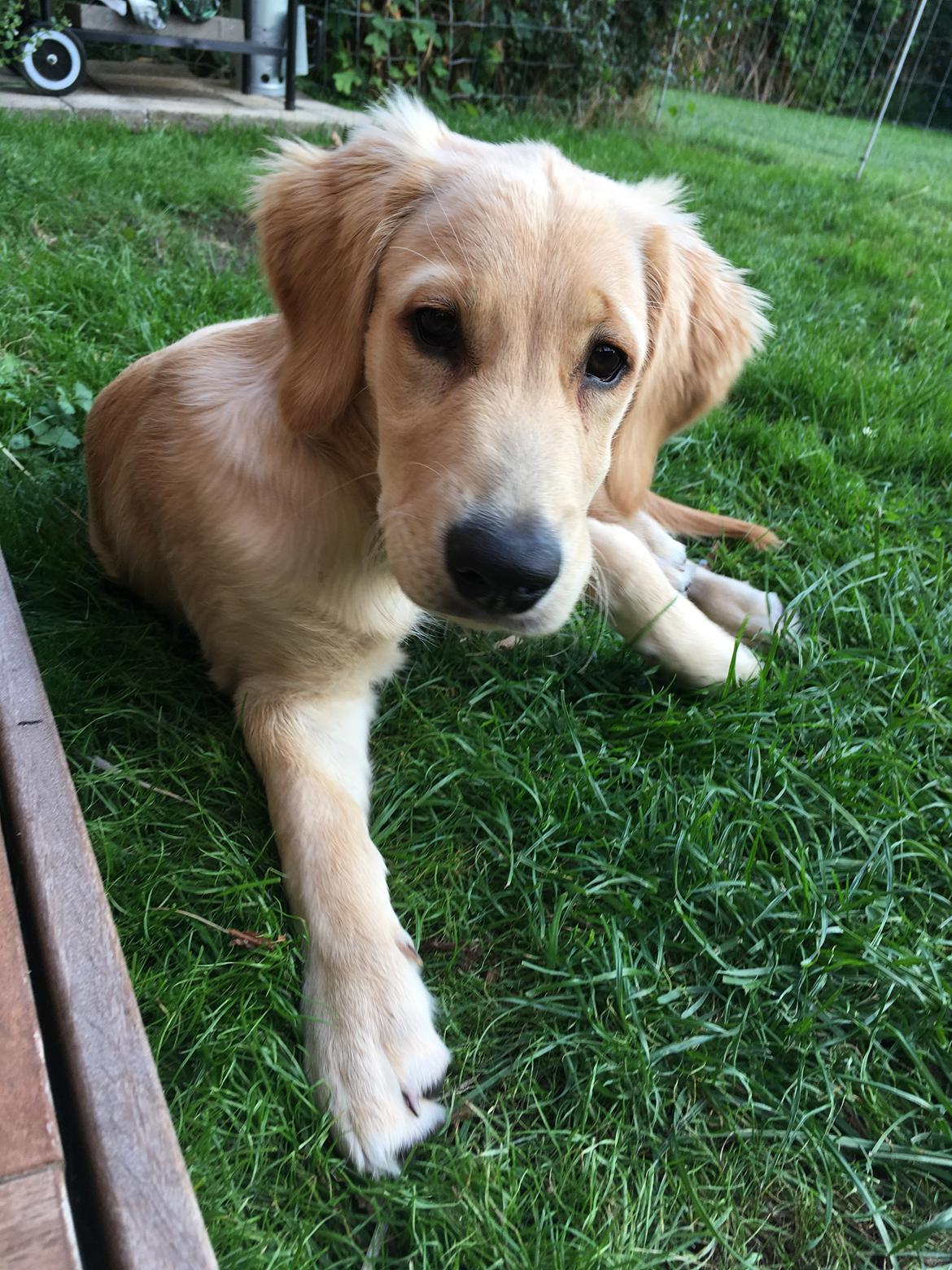 Golden retriever Atlas (Gia's Golden Atlas) billede 21