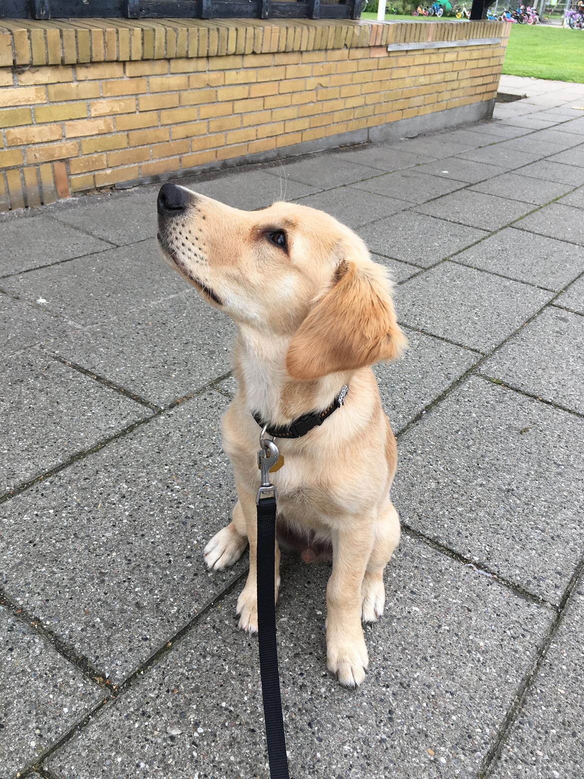 Golden retriever Atlas (Gia's Golden Atlas) billede 19