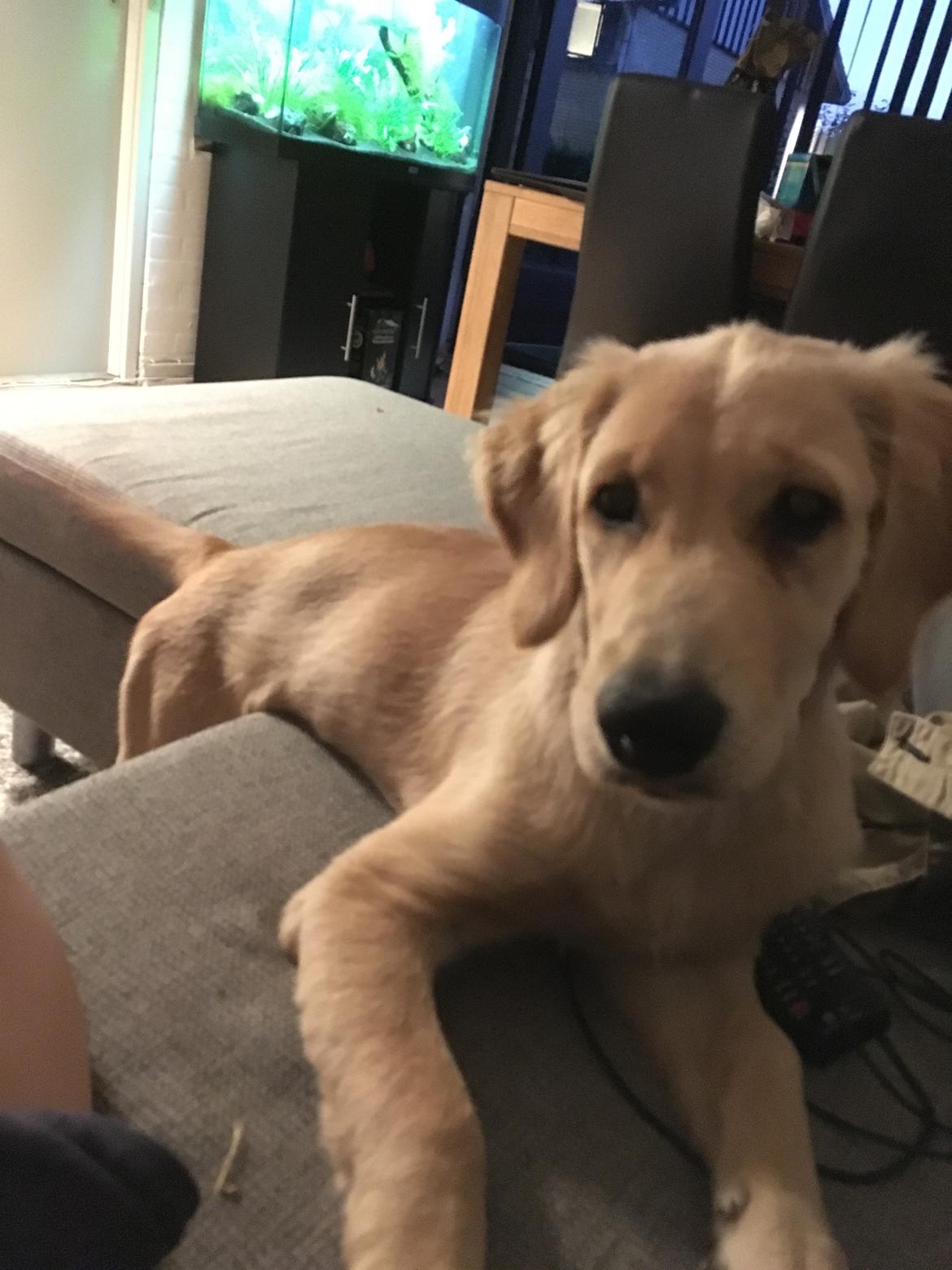 Golden retriever Atlas (Gia's Golden Atlas) billede 22