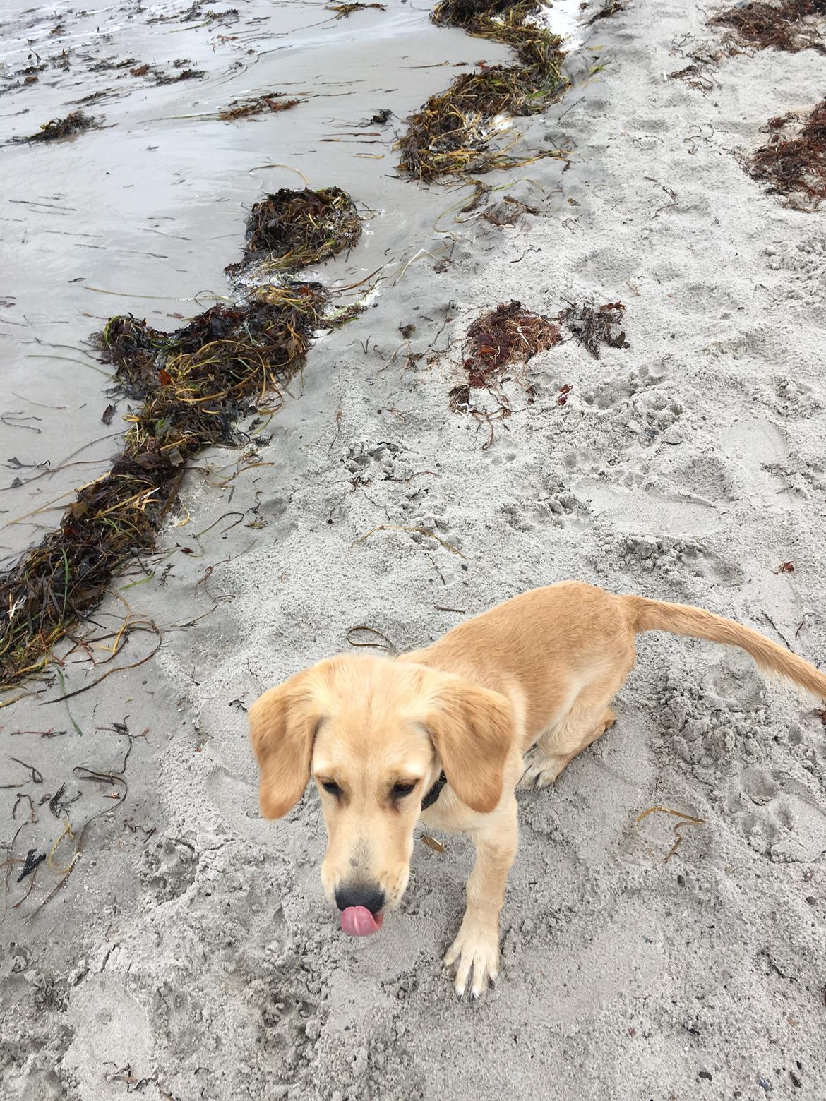 Golden retriever Atlas (Gia's Golden Atlas) billede 23