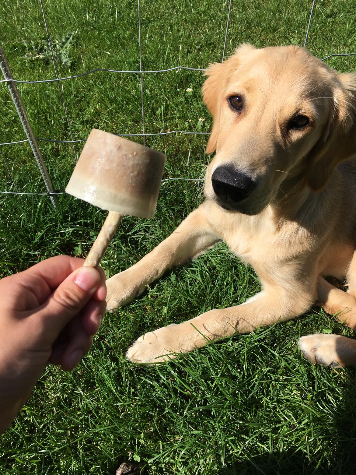 Golden retriever Atlas (Gia's Golden Atlas) billede 24