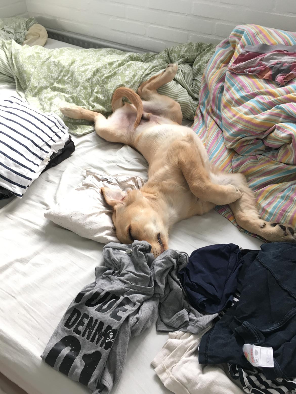 Golden retriever Atlas (Gia's Golden Atlas) billede 25