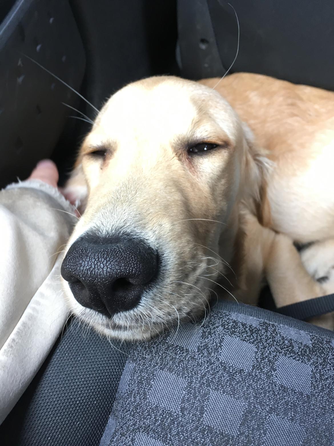 Golden retriever Atlas (Gia's Golden Atlas) billede 26