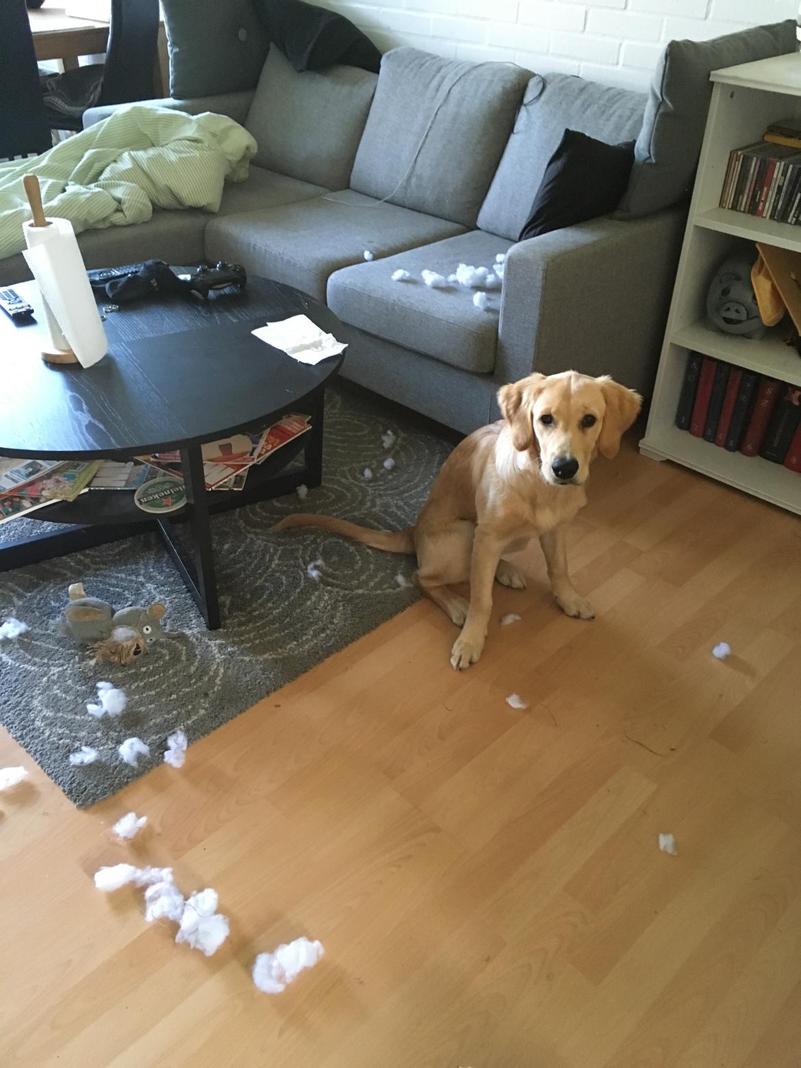 Golden retriever Atlas (Gia's Golden Atlas) billede 27