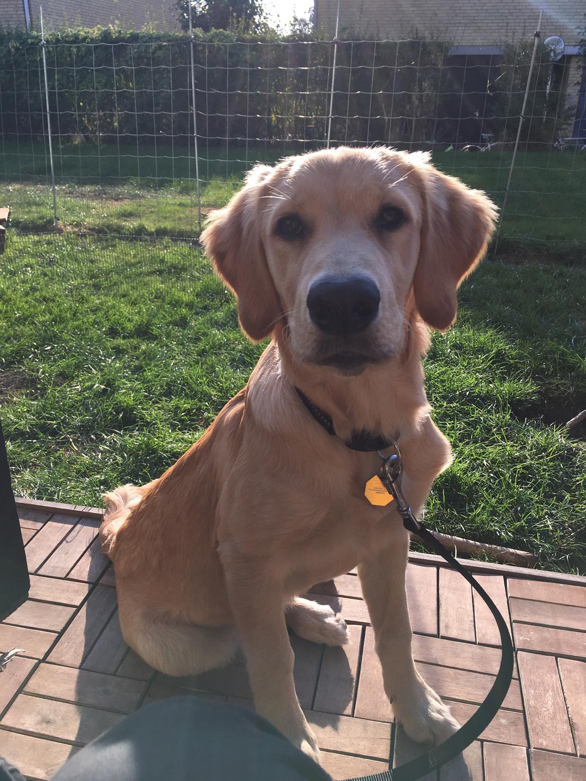 Golden retriever Atlas (Gia's Golden Atlas) billede 28