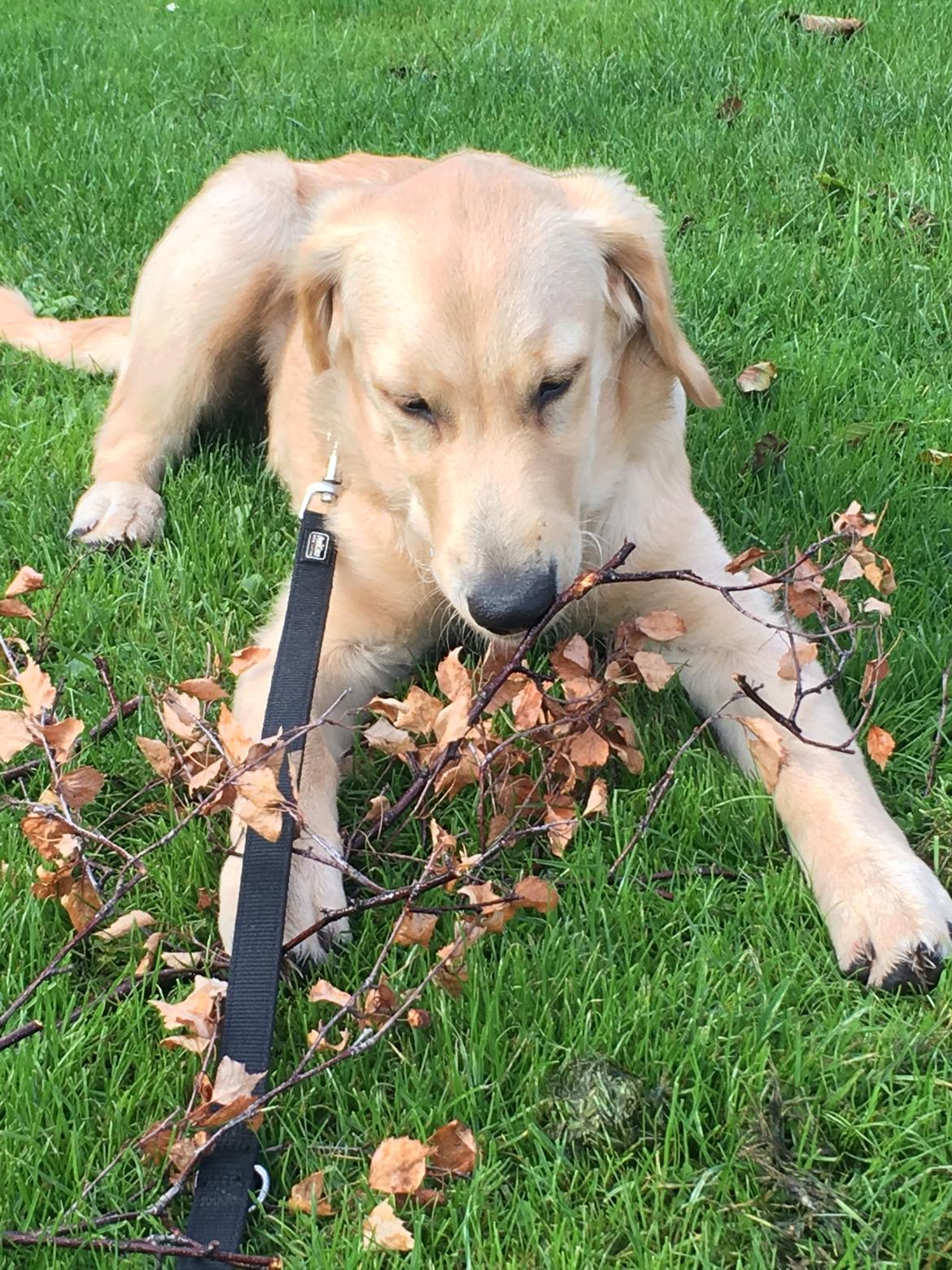 Golden retriever Atlas (Gia's Golden Atlas) billede 29