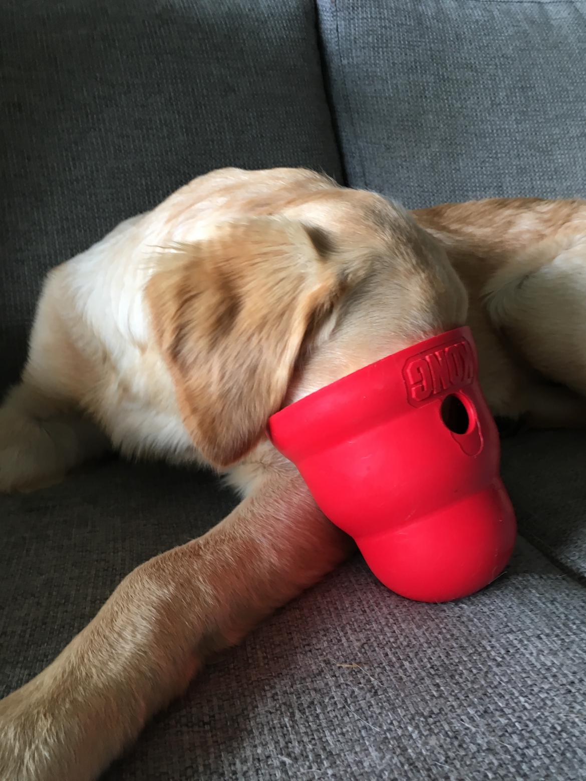 Golden retriever Atlas (Gia's Golden Atlas) billede 30