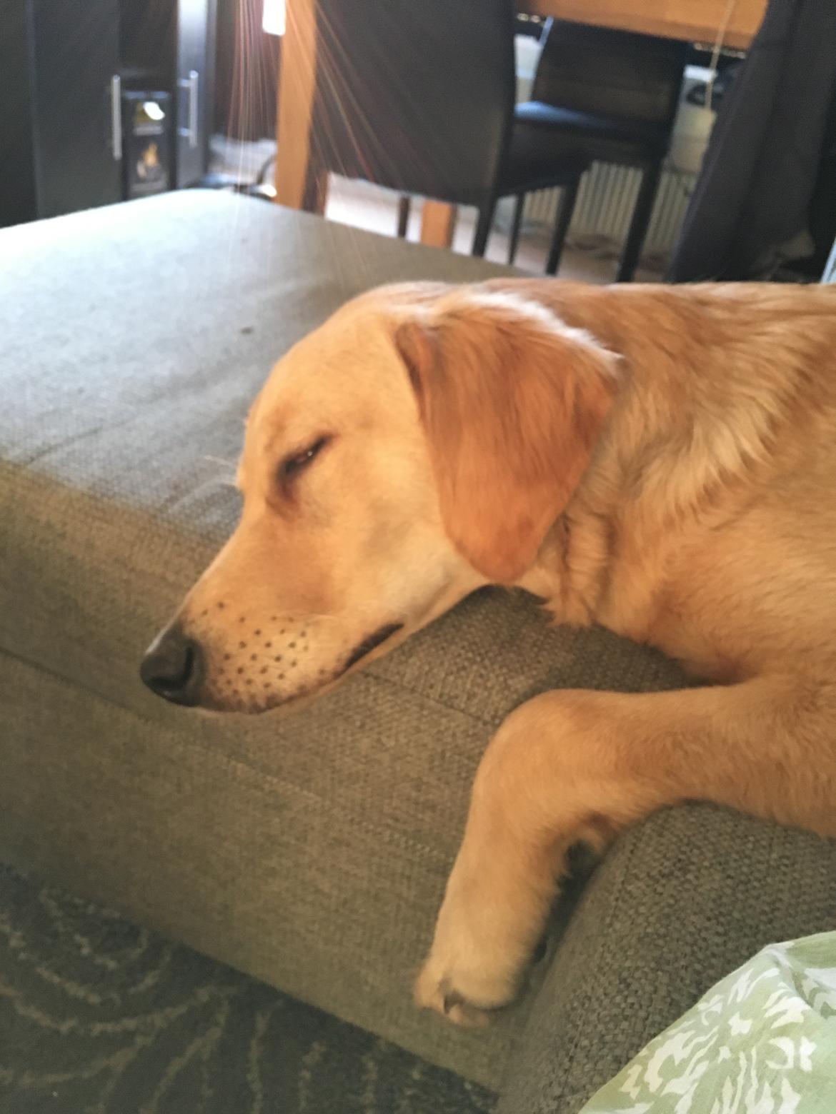 Golden retriever Atlas (Gia's Golden Atlas) billede 31