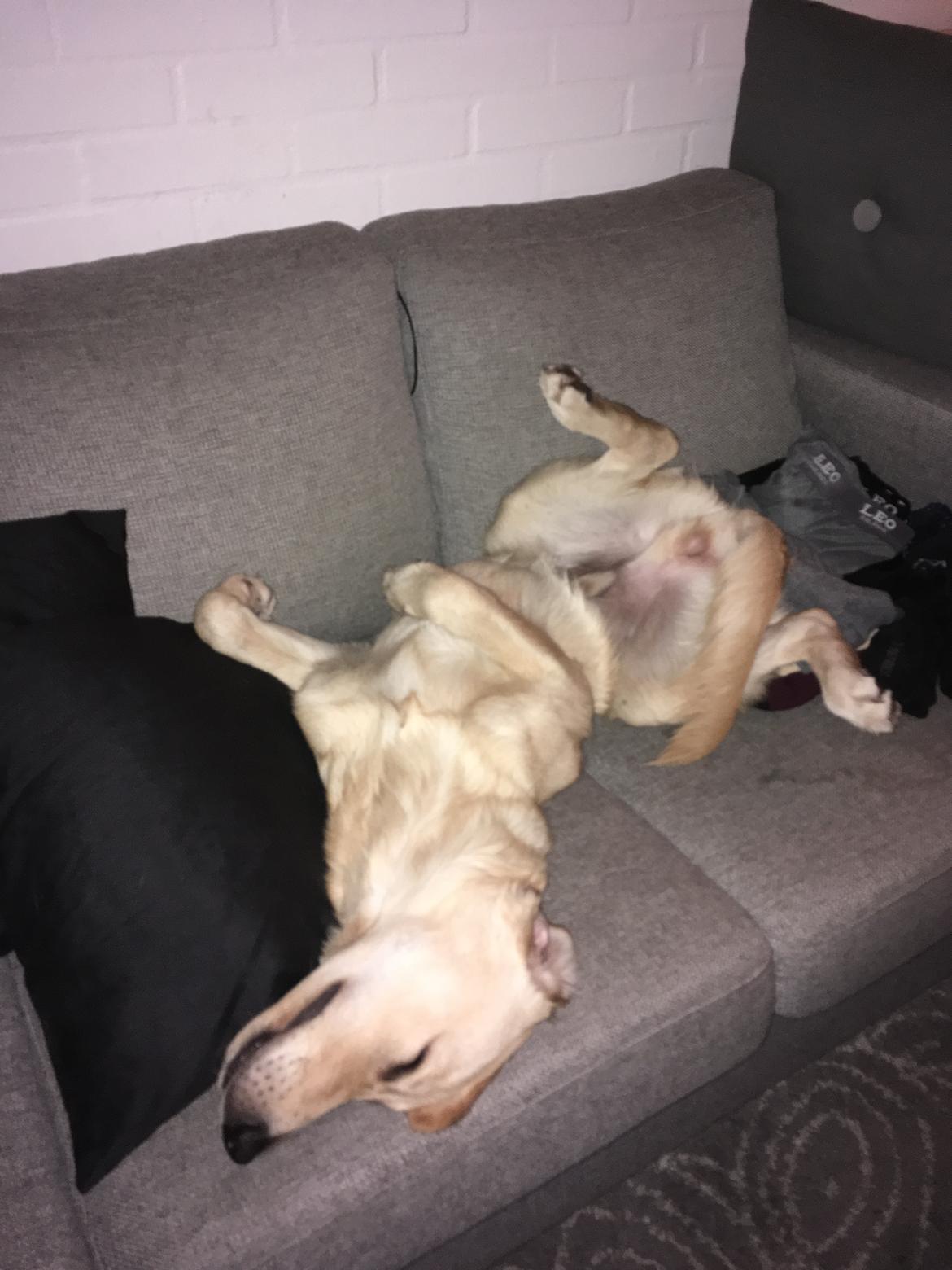 Golden retriever Atlas (Gia's Golden Atlas) billede 32