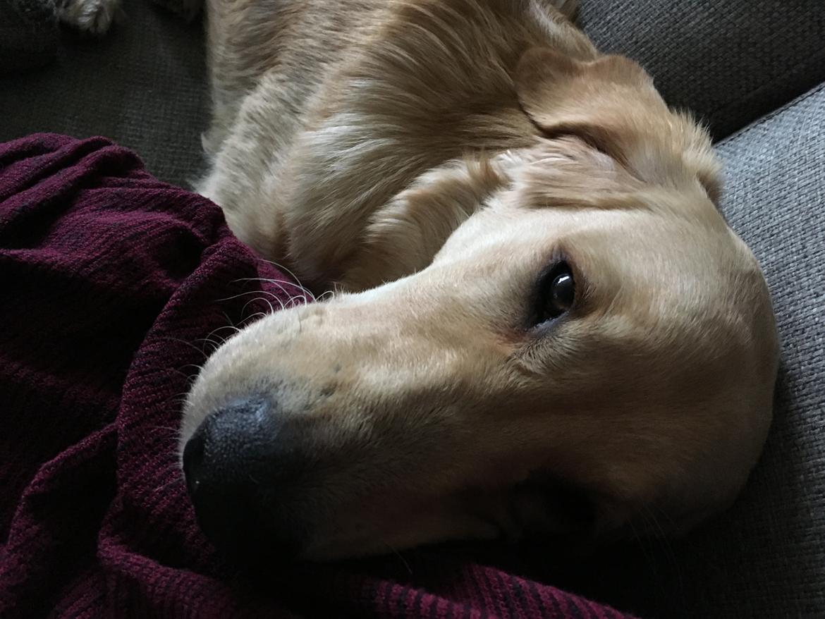 Golden retriever Atlas (Gia's Golden Atlas) billede 33