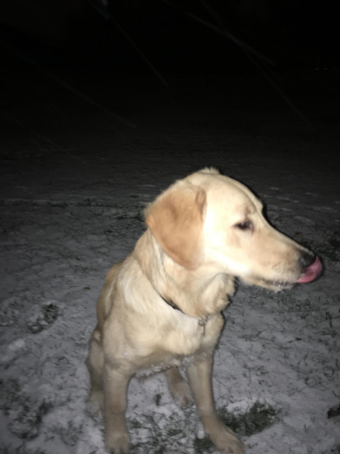 Golden retriever Atlas (Gia's Golden Atlas) billede 37