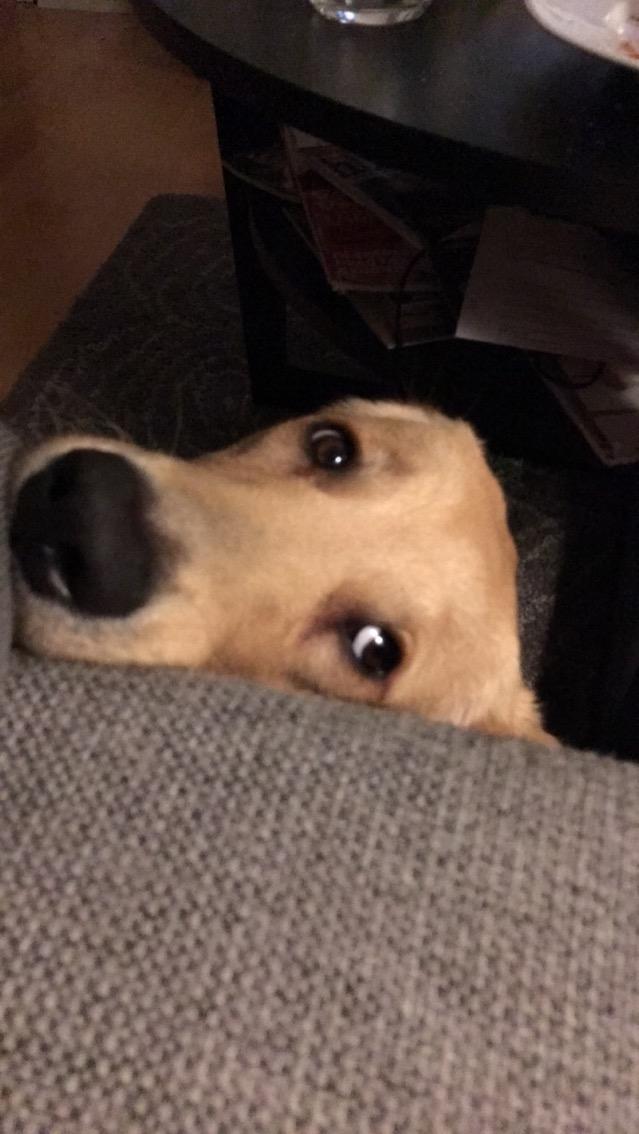 Golden retriever Atlas (Gia's Golden Atlas) billede 40