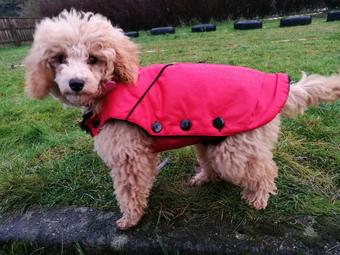 Dværgpuddel Zara billede 33