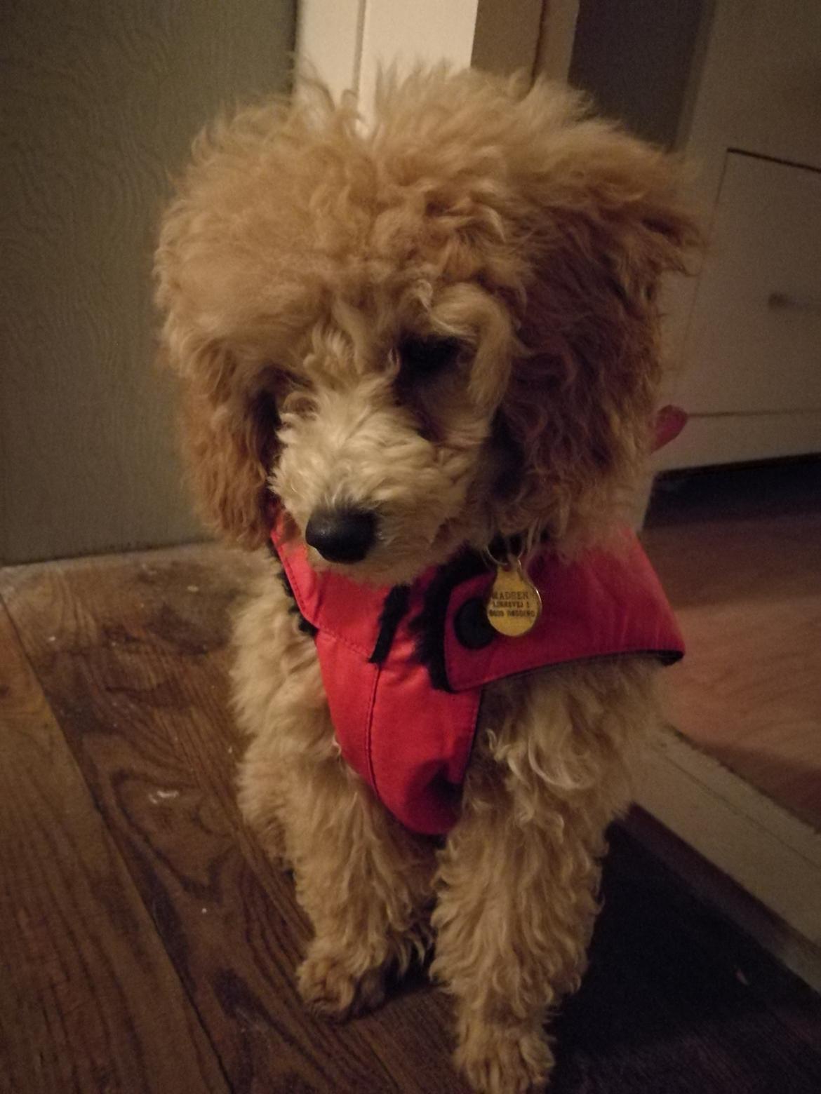 Dværgpuddel Zara billede 34