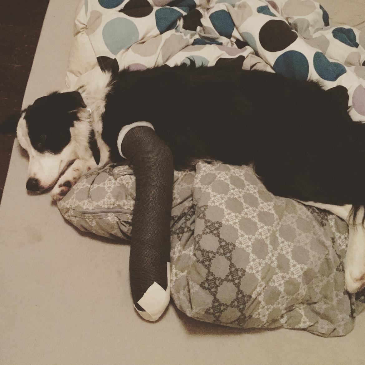 Border collie Hollie - Hollie 8 måneder med et brækket forben :( billede 30