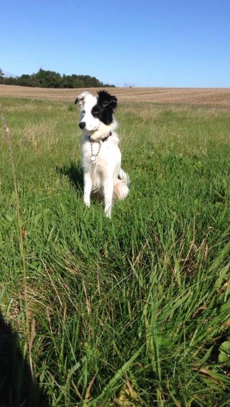 Border collie Luna billede 11