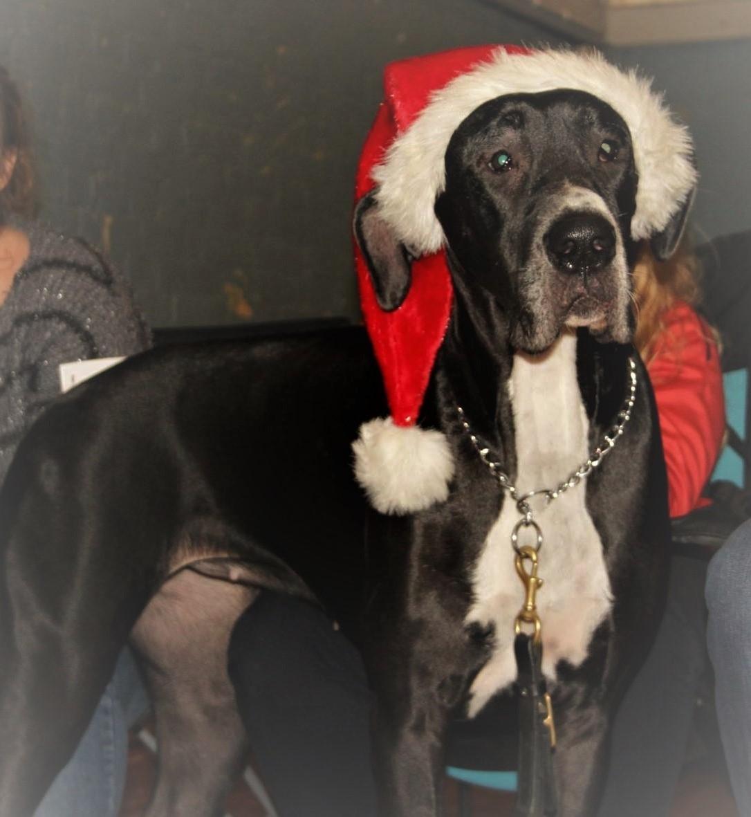 Grand danois Wilma billede 3