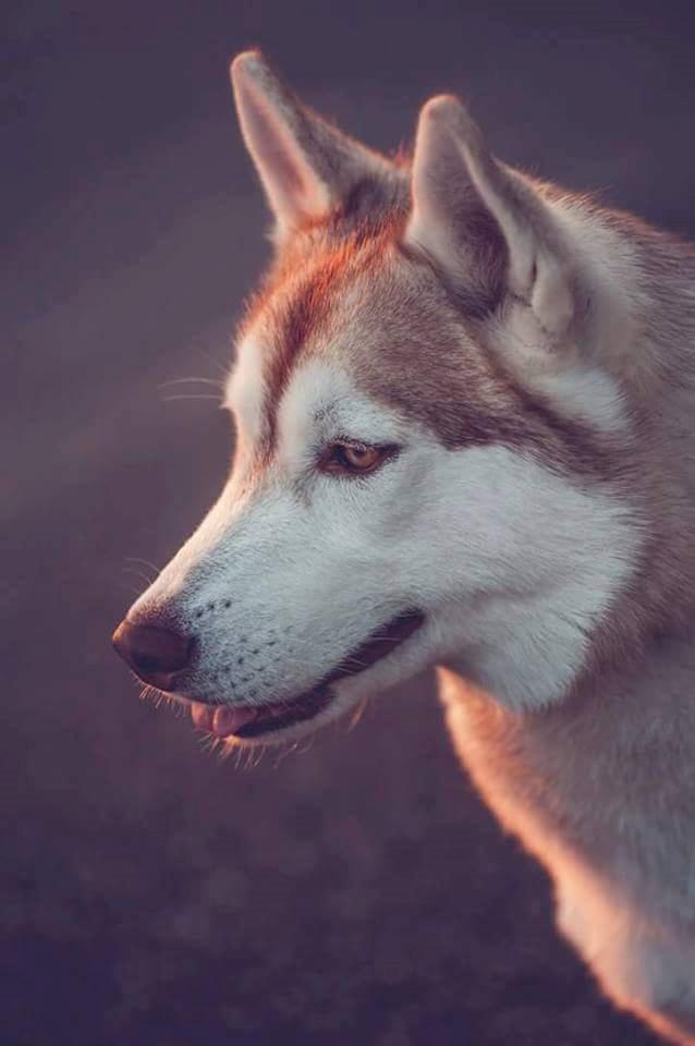 Siberian husky Mesmocan Princess Kasa billede 1