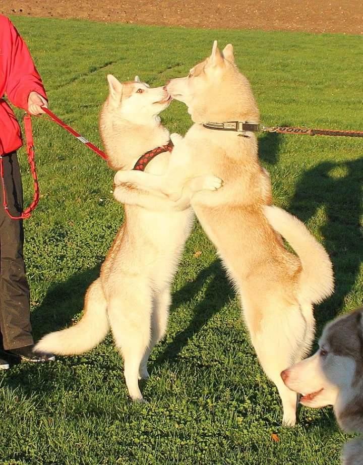 Siberian husky Mesmocan Princess Kasa billede 2