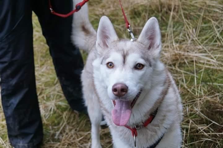 Siberian husky Mesmocan Princess Kasa billede 3