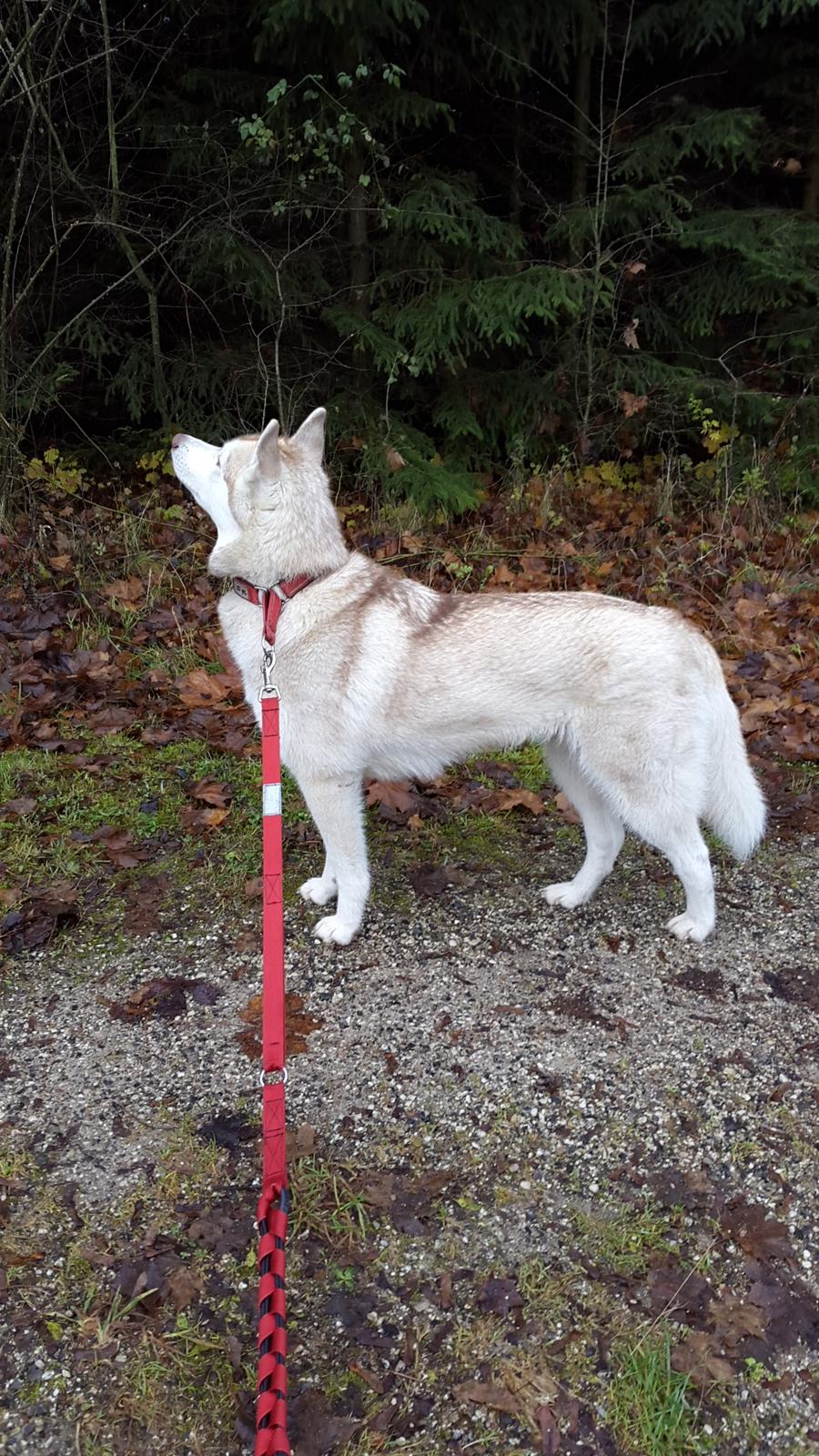 Siberian husky Mesmocan Princess Kasa billede 4