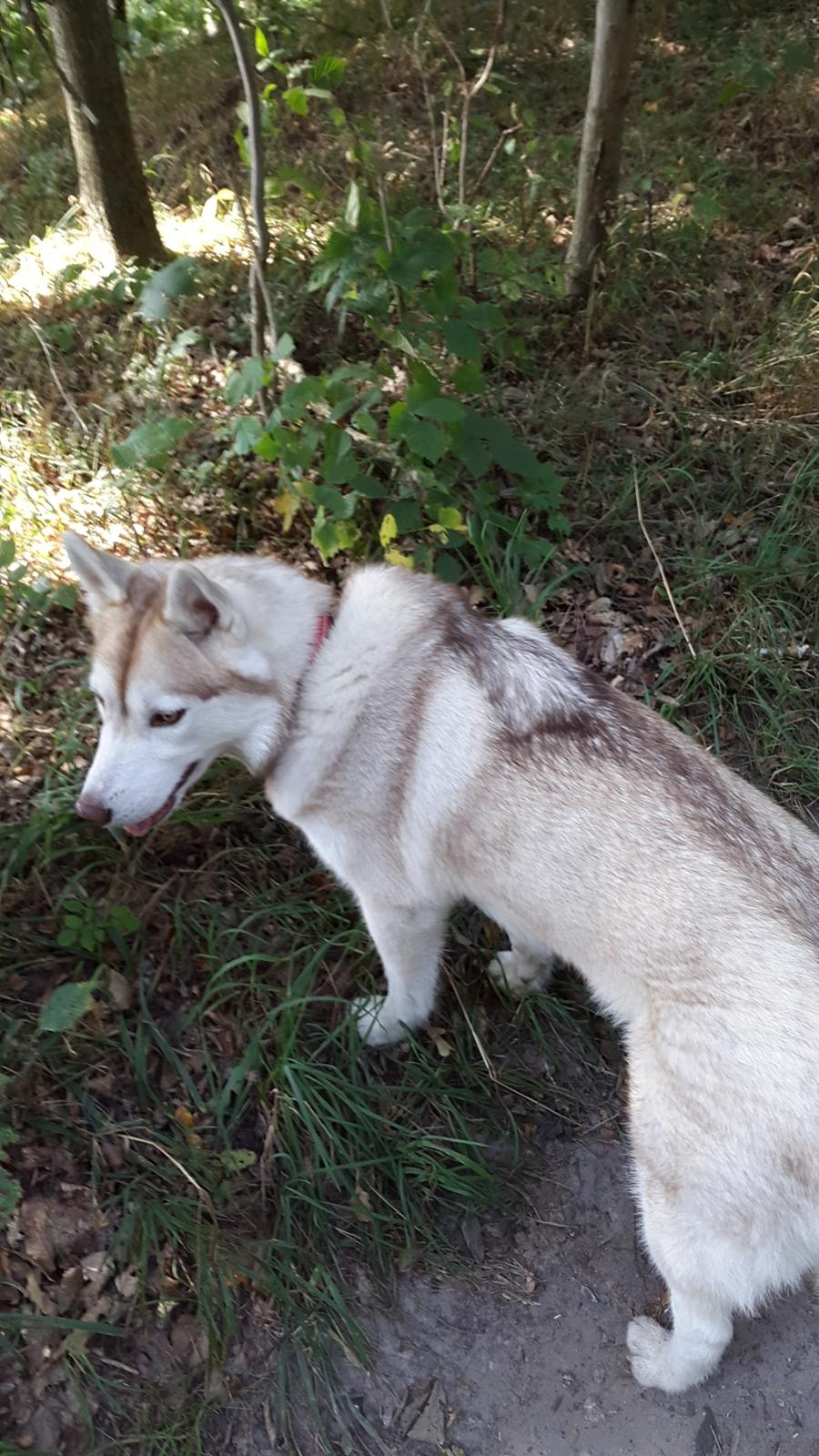 Siberian husky Mesmocan Princess Kasa billede 5