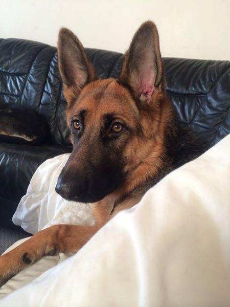 Schæferhund wupti r.i.p billede 1