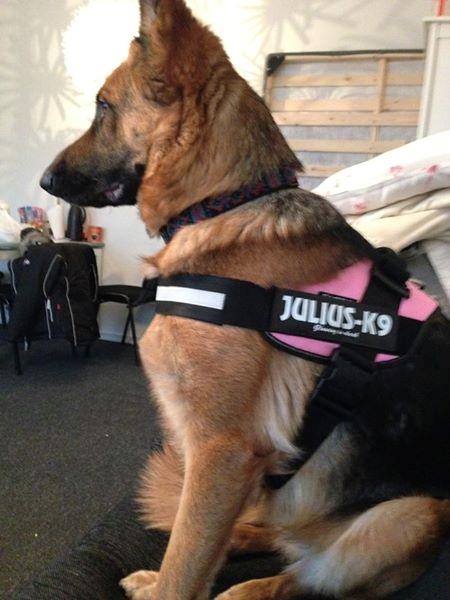 Schæferhund wupti r.i.p billede 10