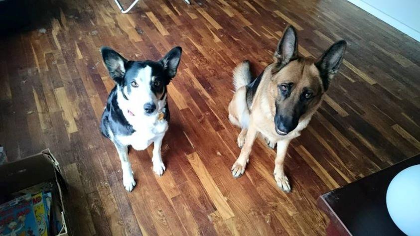 Schæferhund wupti r.i.p billede 11