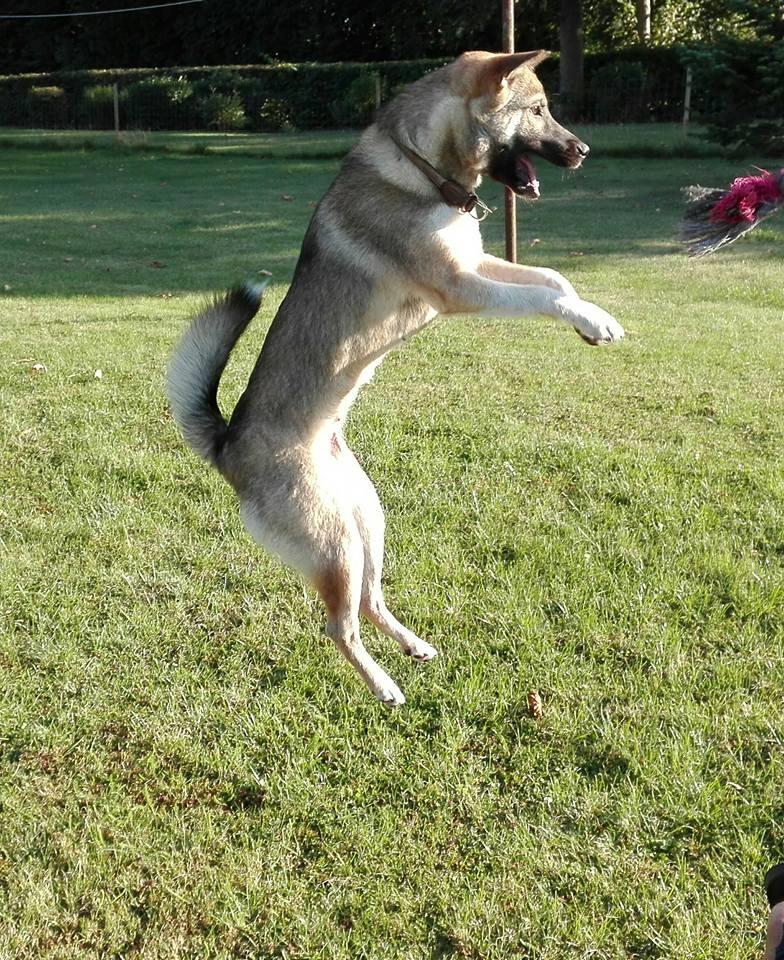 Kishu Hakuzan Ryousou Miyako billede 11