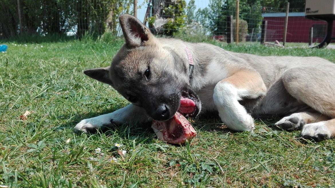 Kishu Hakuzan Ryousou Miyako billede 12