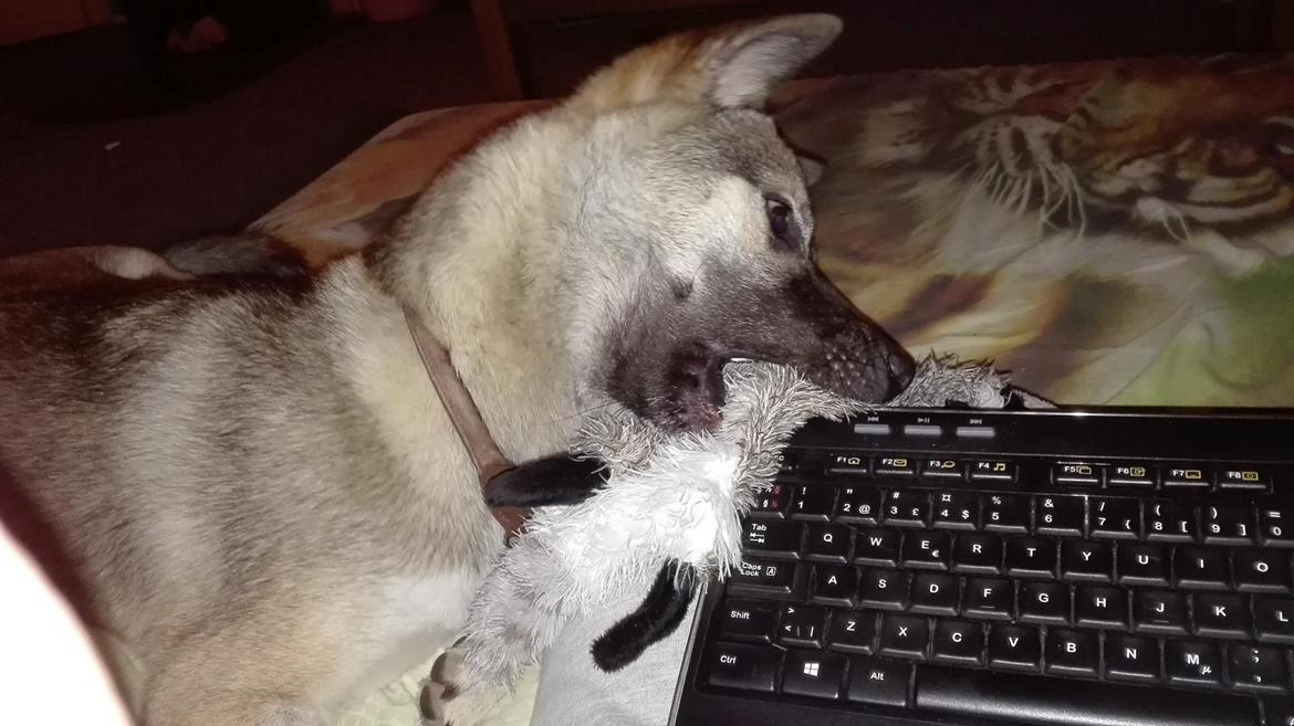 Kishu Hakuzan Ryousou Miyako billede 16