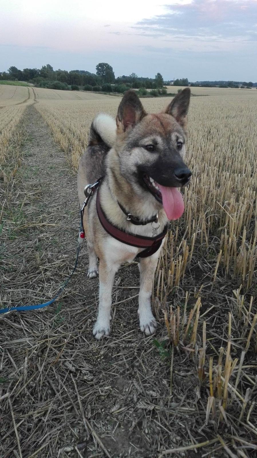 Kishu Hakuzan Ryousou Miyako billede 13