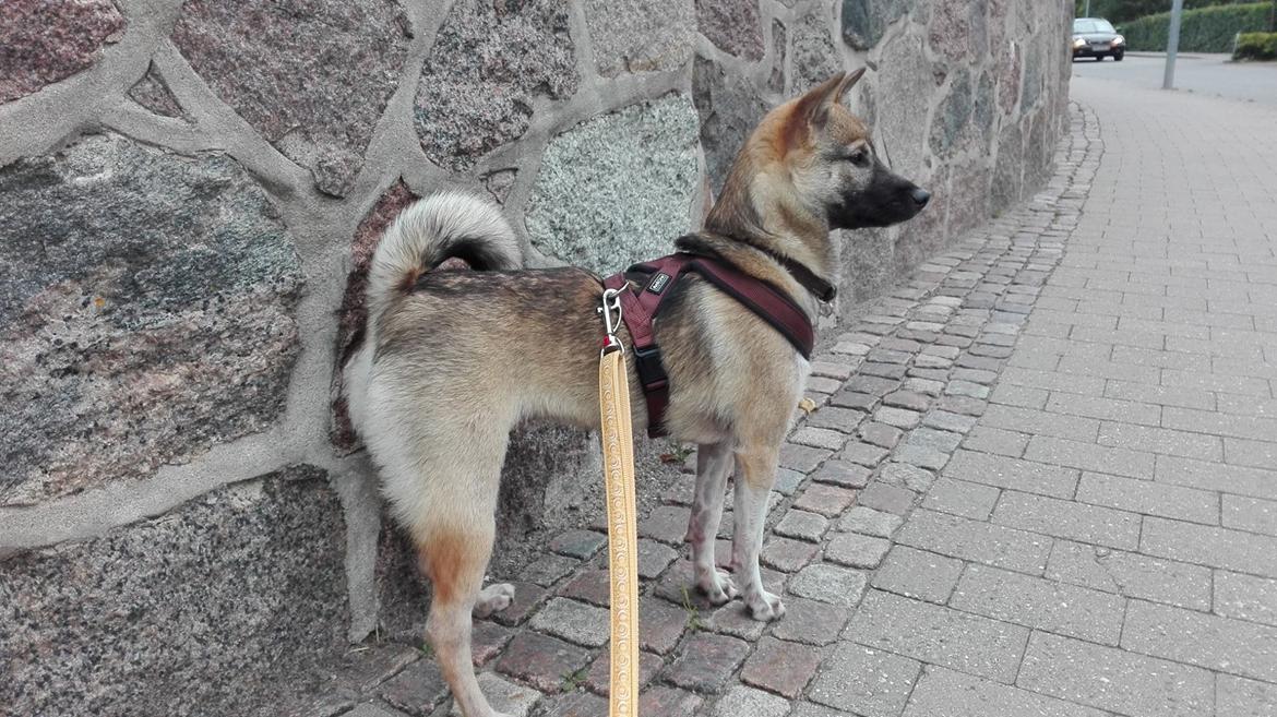 Kishu Hakuzan Ryousou Miyako billede 15