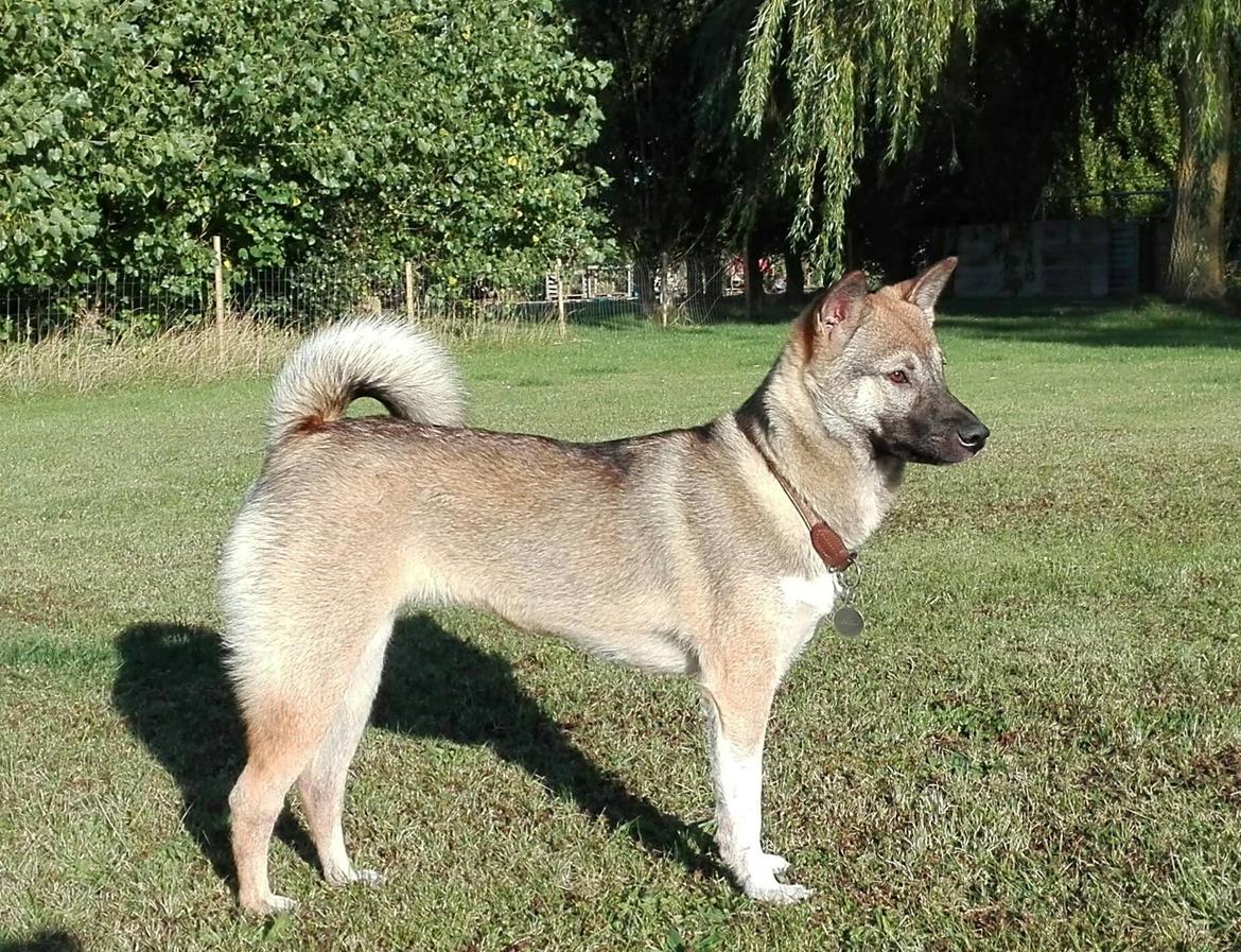 Kishu Hakuzan Ryousou Miyako billede 14