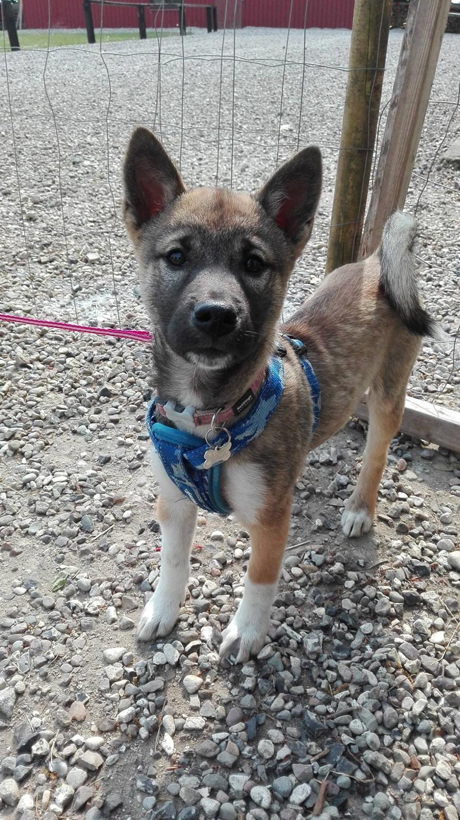 Kishu Hakuzan Ryousou Miyako billede 10