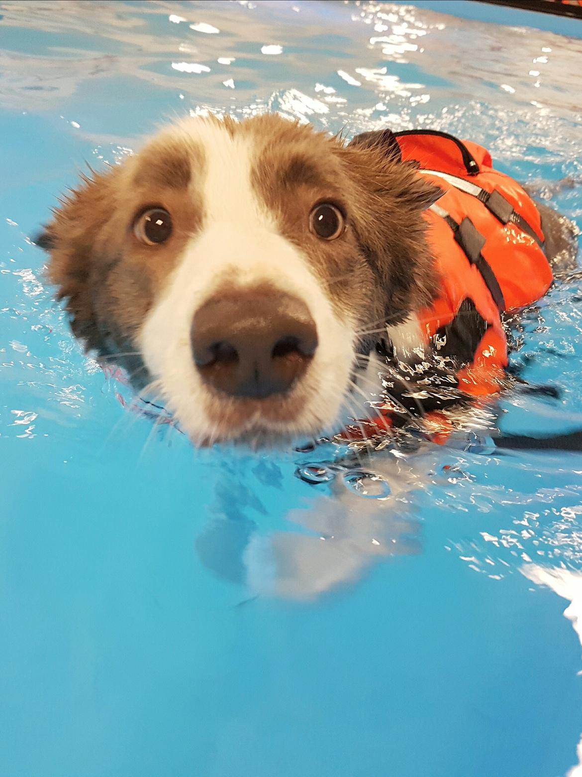 Border collie Yatzy billede 1