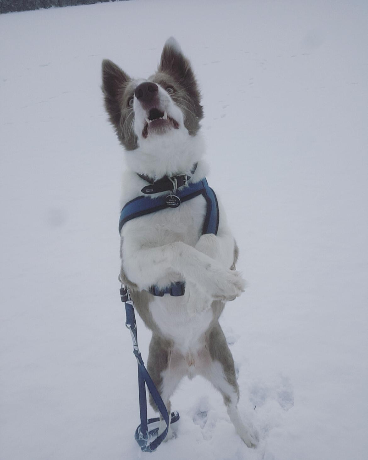 Border collie Yatzy billede 5