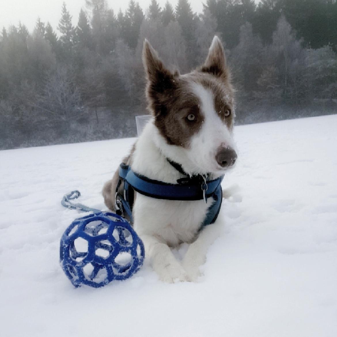 Border collie Yatzy billede 7