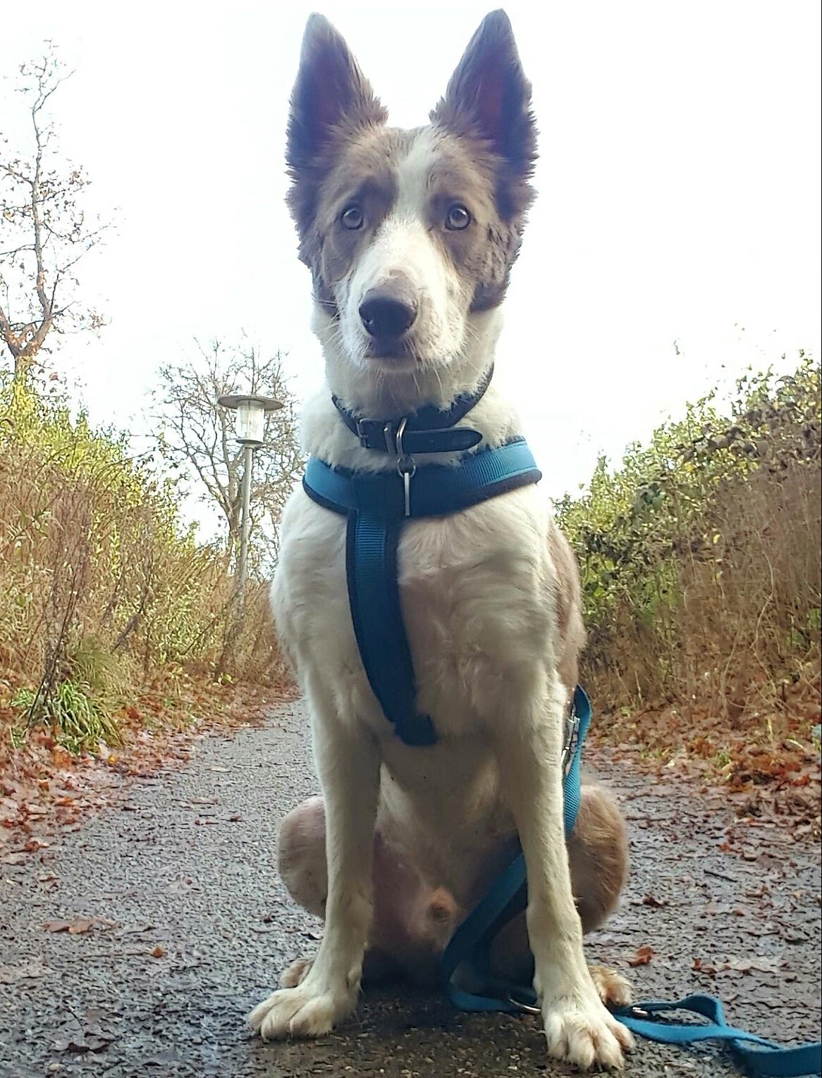 Border collie Yatzy billede 4