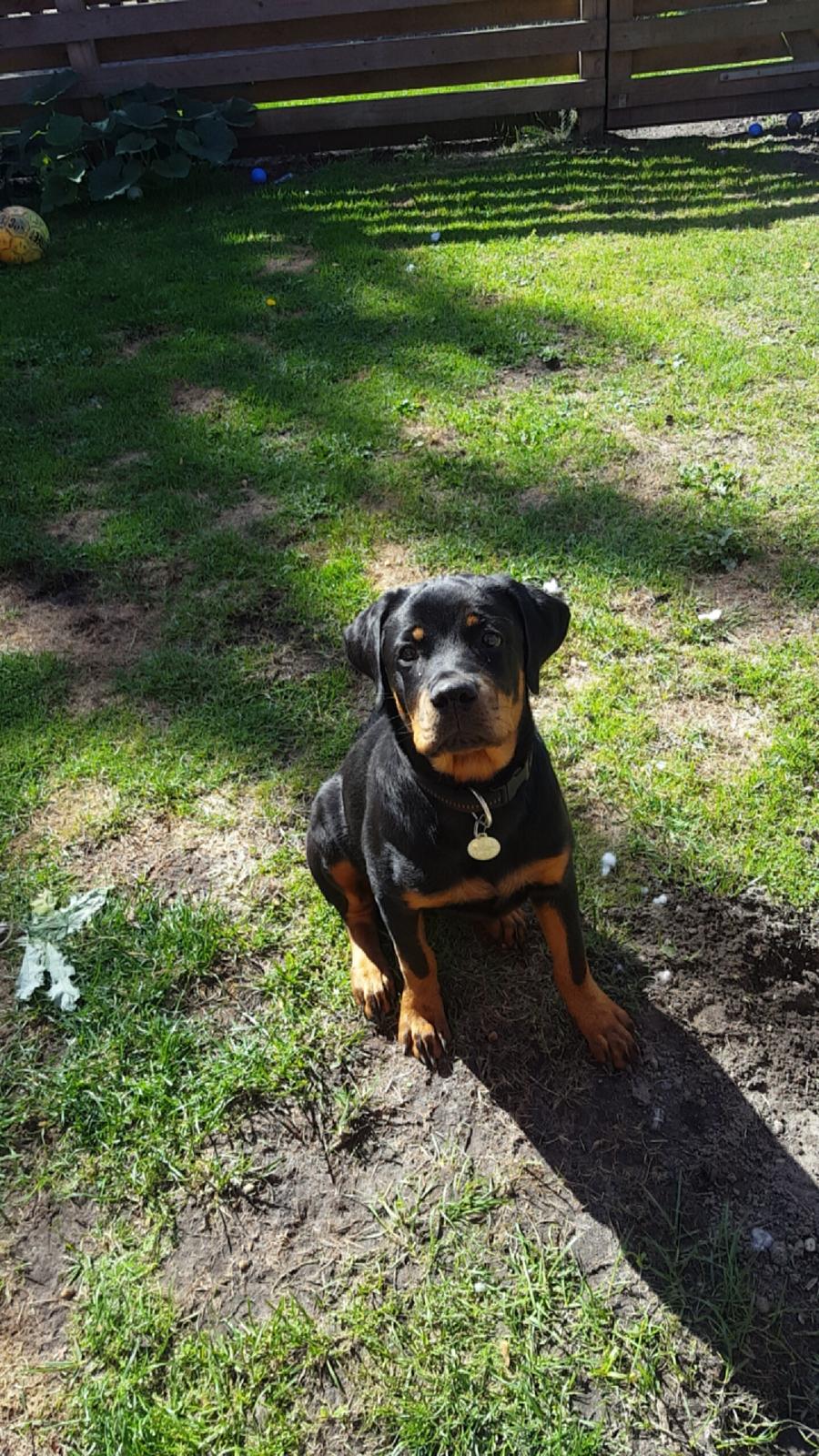 Rottweiler Kayla billede 18