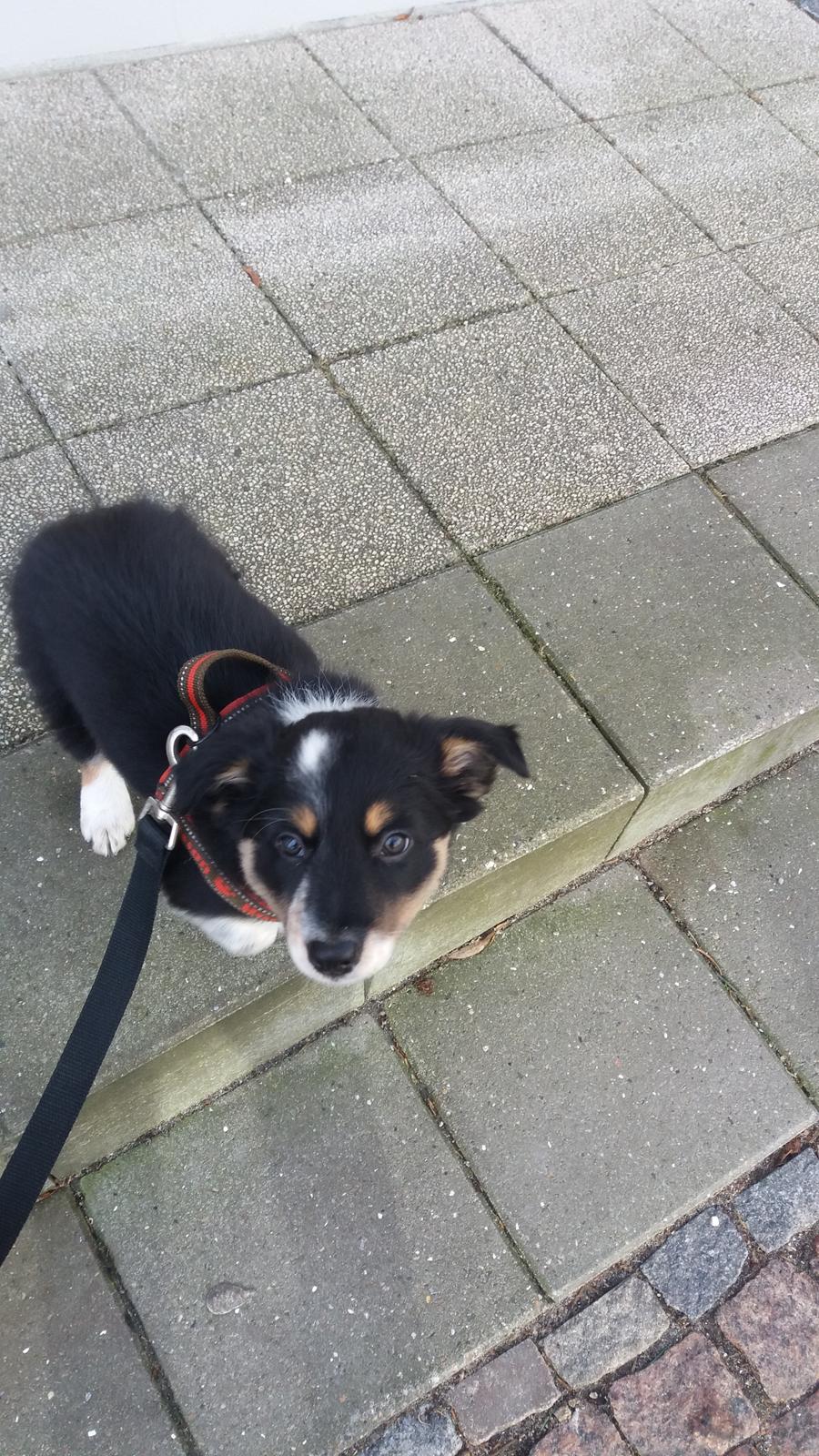Border collie Peanut billede 9