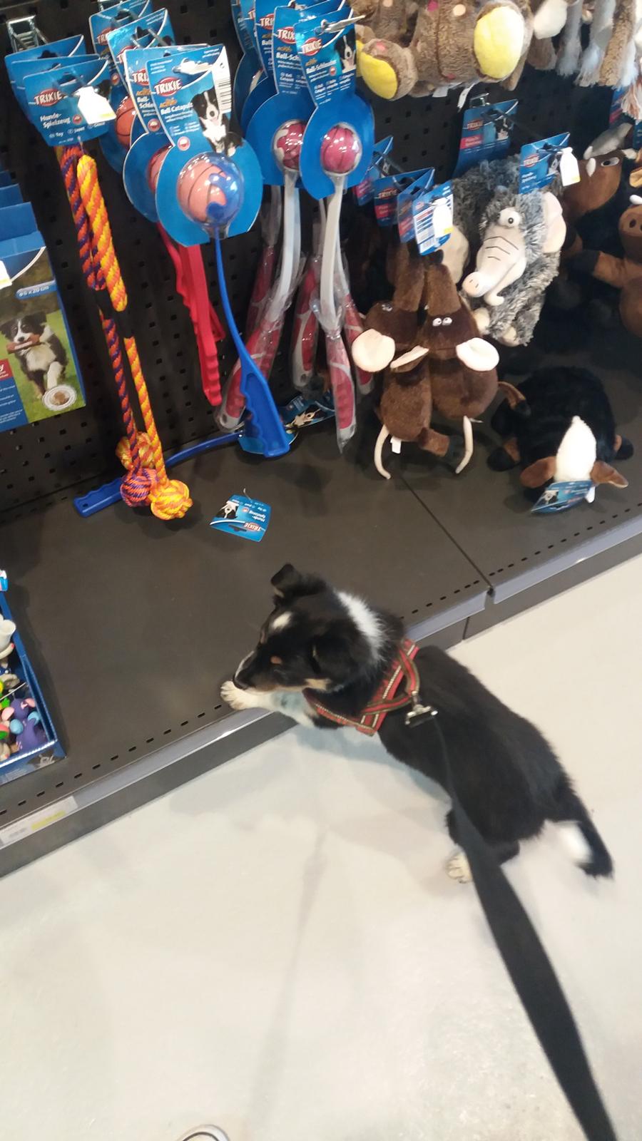 Border collie Peanut billede 16