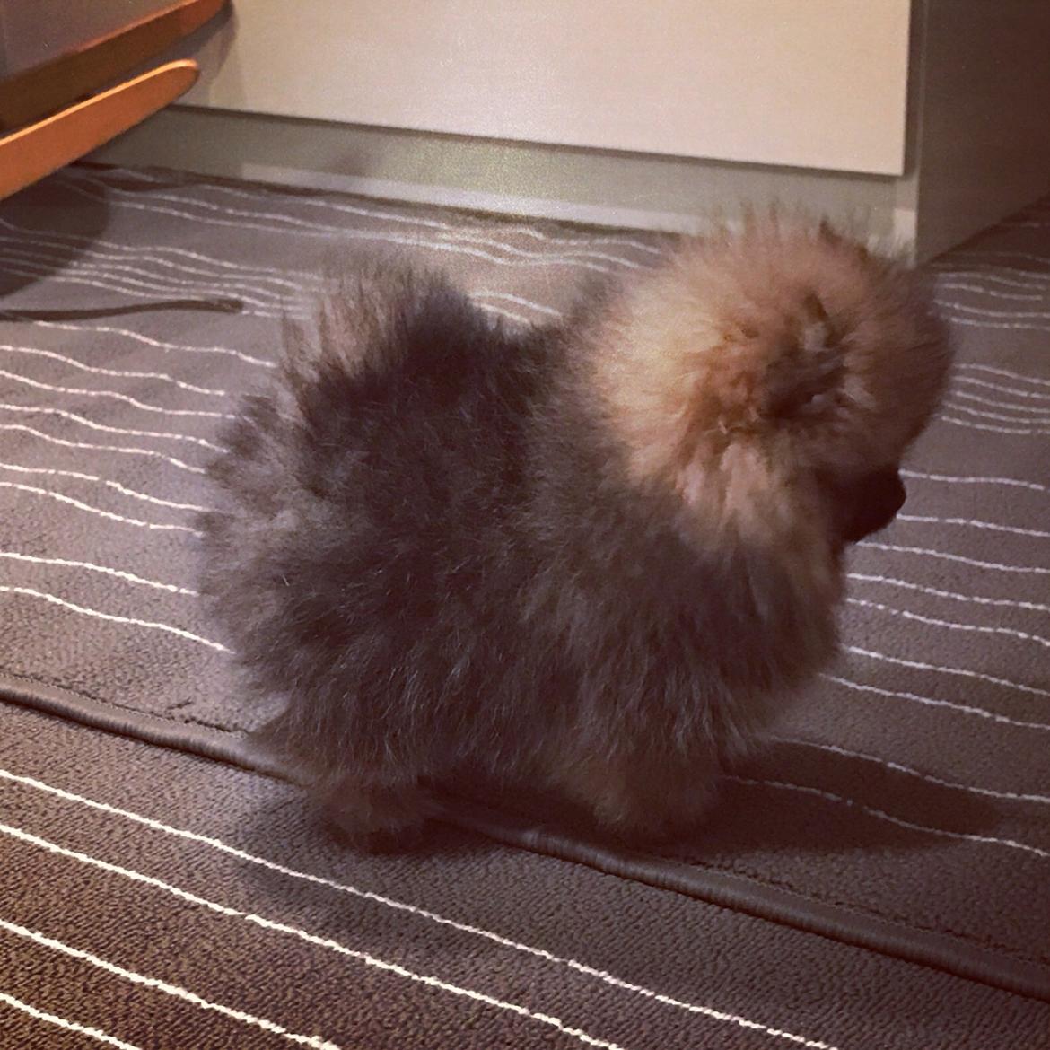 Pomeranian Chica billede 6