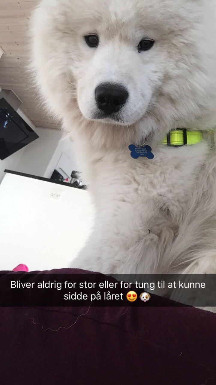 Samojedhund Sensei  billede 9