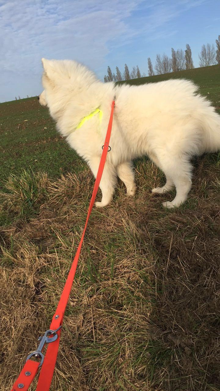 Samojedhund Sensei  billede 8