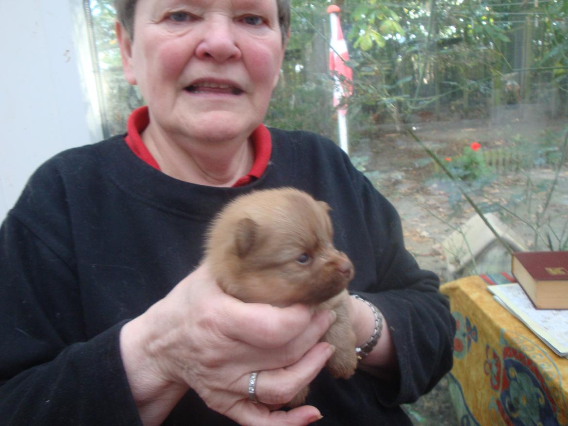 Pomeranian Anes Rødtop billede 12