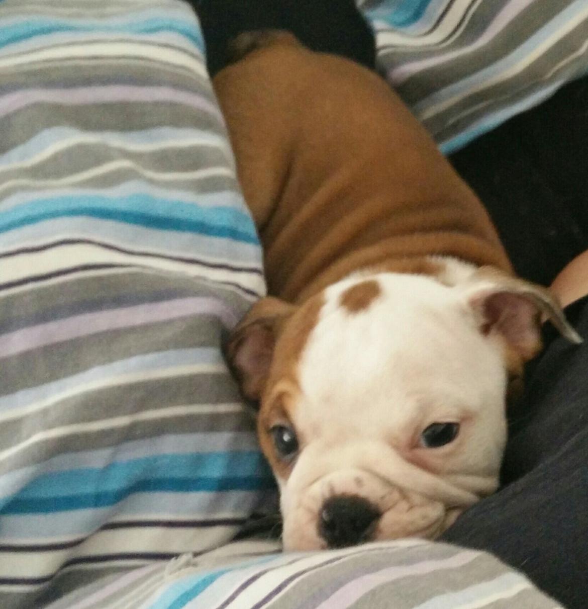 Engelsk bulldog Molosshuset Venus aka. Hera billede 1